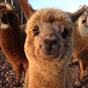 Meet your Posher, Damien